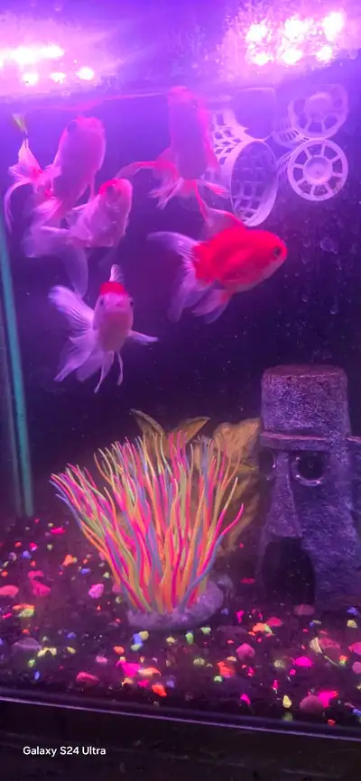 gold fish and tank,filter lights, View more