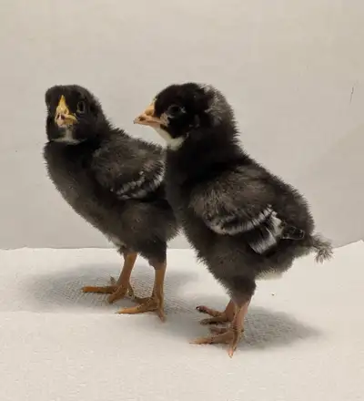 PB BARRED ROCK CHICKS, View more