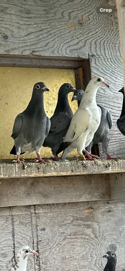 Yonge racing pigeons 