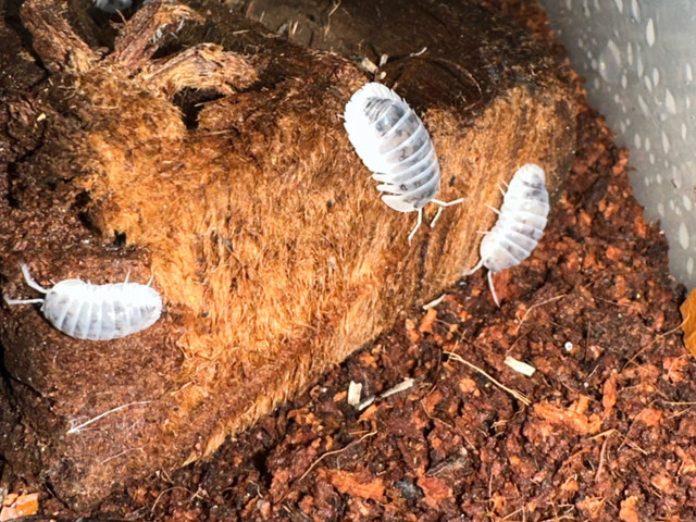 Isopods for sale in Reptiles & Amphibians for Rehoming in Edmonton