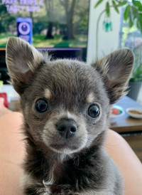Purebred Chihuahua Puppy