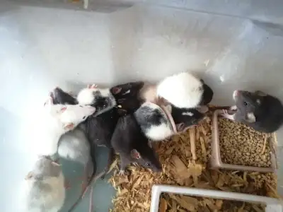 Il sont elever 24h24 avec quelqun pres deux etant naissan il mange de tout je les recommande avec le...