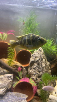 Fish need new home asap!