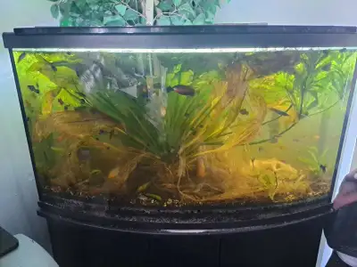 9L tote with aquarium plants, View more