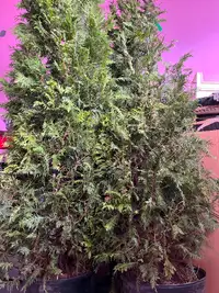 BIG tree plant for sale cheap SUMMER