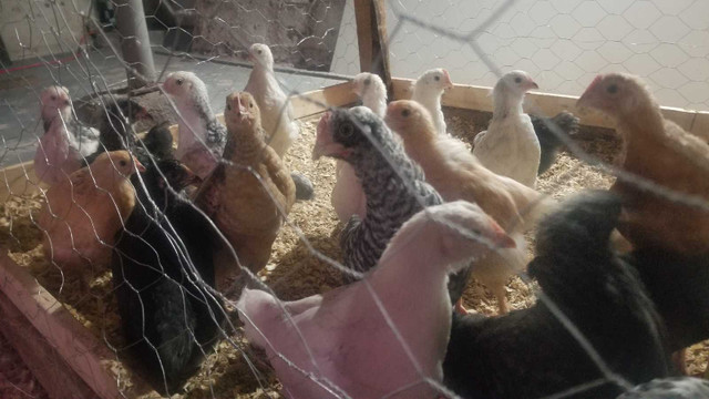 4 wekks old and 1 week old chicks in Livestock in Moncton - Image 4