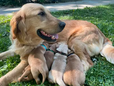 Purebred Golden Retriever puppy -1 left, View more