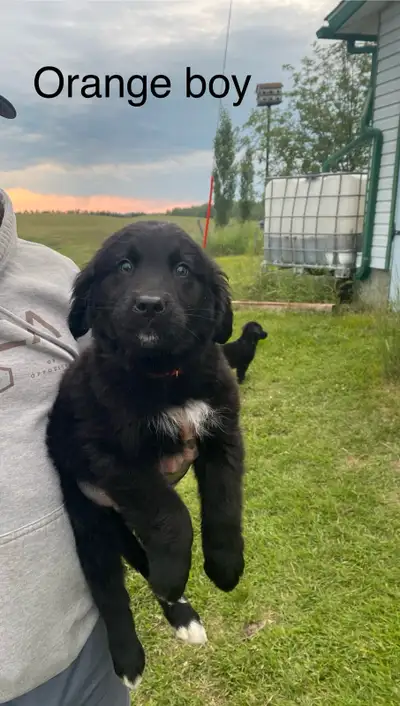 Golden Mountain Dog Puppies - ready to go 2 males left, View more