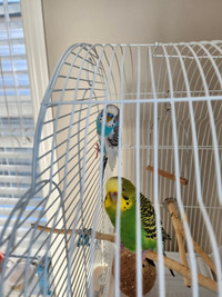1 budgie with cage