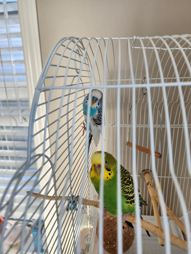 1 budgie with cage in Birds for Rehoming in Calgary