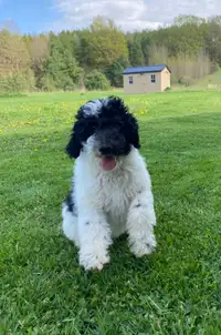 Sheepadoodle Puppies for Sale 