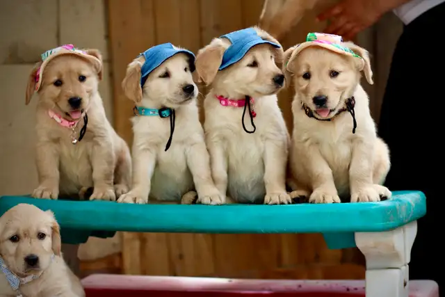 Golden retriever puppies in Dogs & Puppies for Rehoming in Mississauga / Peel Region - Image 8