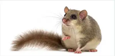 *** 3 Bébés Micro-Écureuils Exotiques Pour 60$ ***, View more
