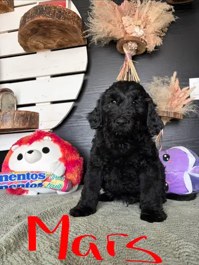 F2 Bernedoodle’s, View more