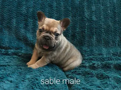 PEL - 01369 Forest Hill Frenchies -Available to Approved homes Only! Forest Hill Frenchies has 3 bea...