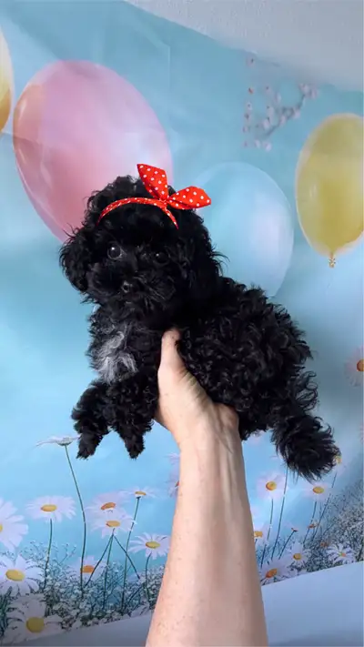 Pure  toy poodles, View more