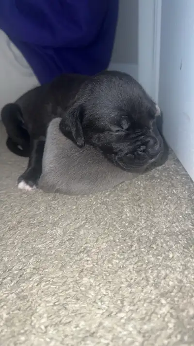 We have a beautiful litter of 10 healthy puppies born November 7th. Featuring two blue, four brindle...