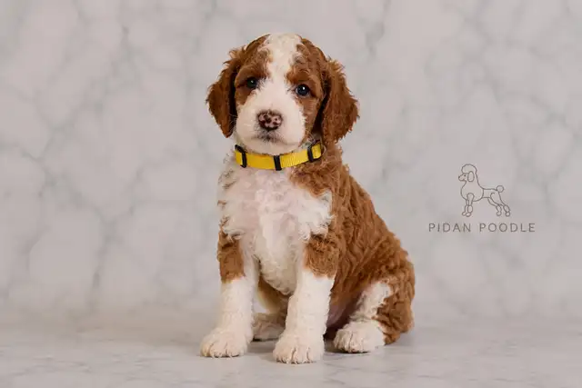 Adorable Standard Poodle Puppies in Dogs & Puppies for Rehoming in Richmond - Image 6