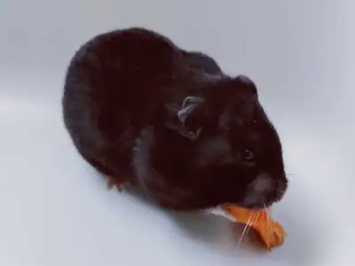 Hamster syrien, View more