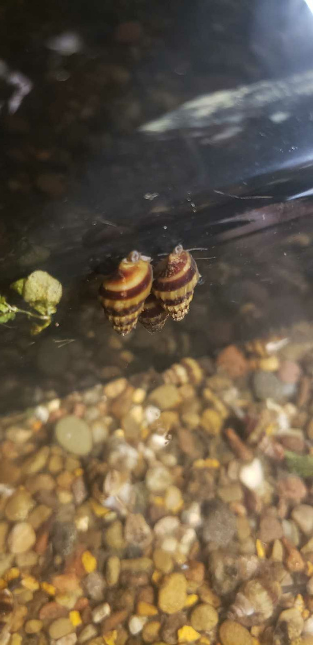 Assasin Snails 5 for $10 in Fish for Rehoming in Kitchener / Waterloo - Image 3
