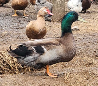 Male duck Free