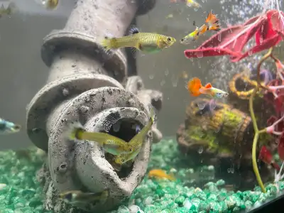 Flash sale guppies various colors available, View more