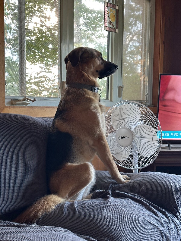 Dog for free Animal & Pet Services Petawawa Kijiji