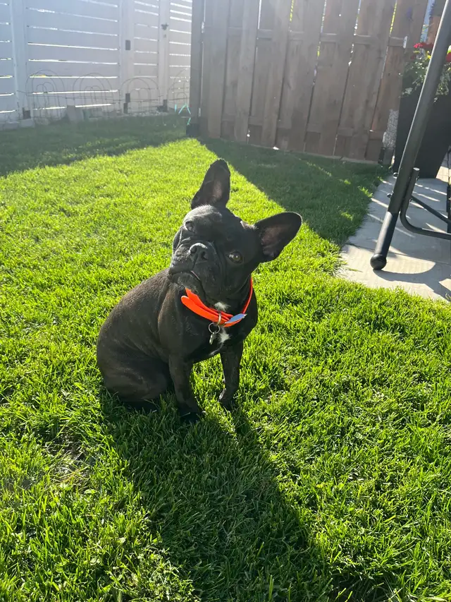Frenchton (Bouldogue français mélangée avec Boston terrier) in Dogs & Puppies for Rehoming in Drummondville - Image 9
