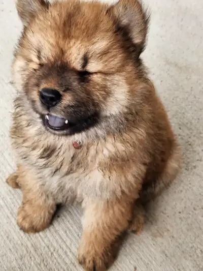 CHOW CHOW PUPPIES, View more