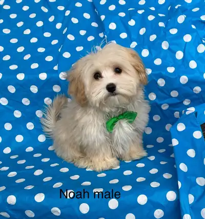 Maltipoo puppies, View more