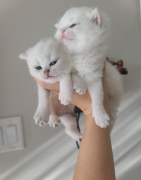 British Shorthair Kittens Chinchilla Silver Purebred Pedigree