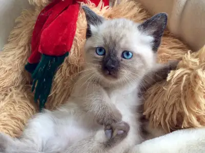 Chatons 4 Ragdoll x Snowshoes / Très ronronneux, View more