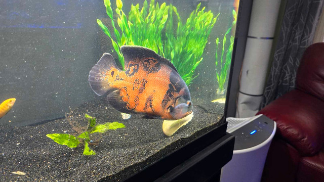 Adult oscar to rehome in Fish for Rehoming in Calgary