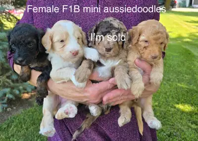 ❤️Adorable F1B aussiedoodles arriving. Cockapoos AVAILABLE, View more