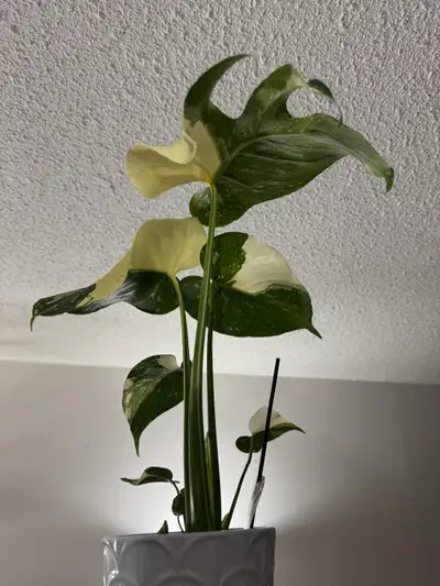 Very rare monstera plant with half leaves yellow color, View more