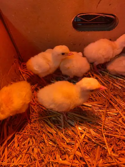 royal palm turkey poults , View more