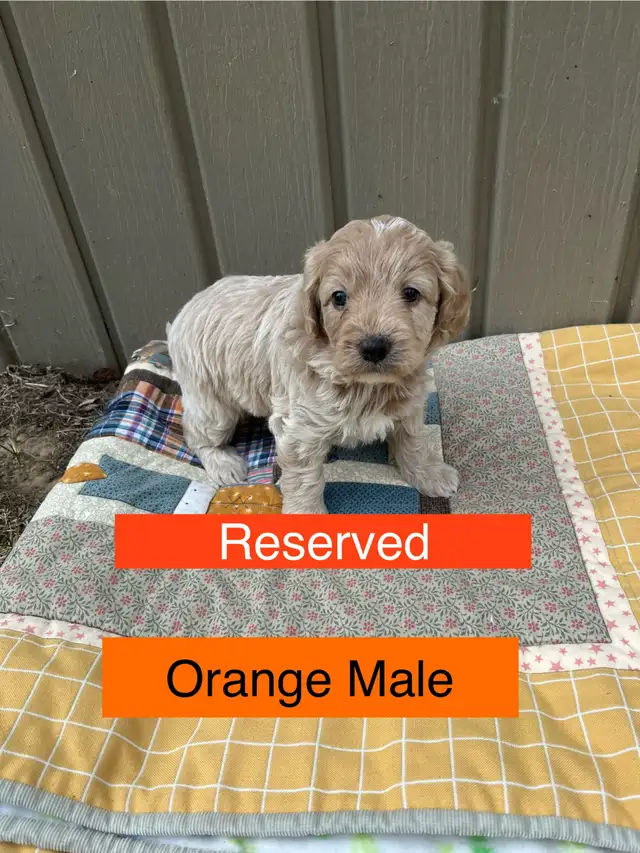 Cute Cavapoo Puppies in Dogs & Puppies for Rehoming in Edmonton - Image 3