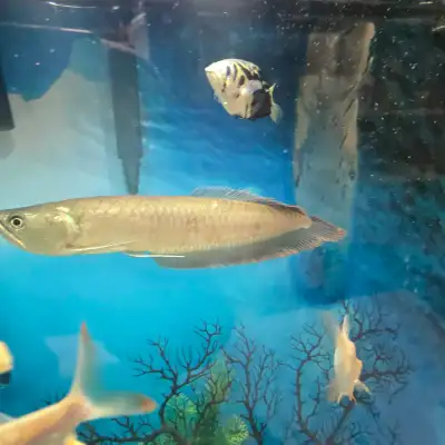 Arowana sliver, View more