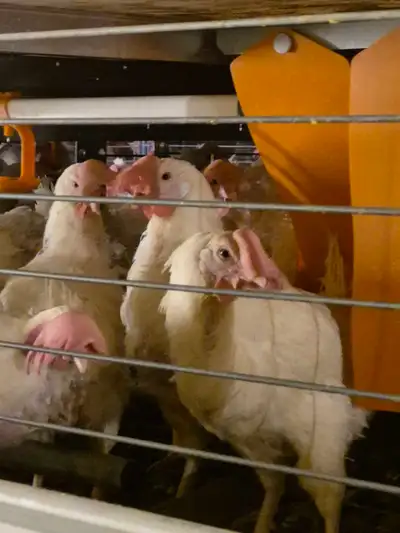 Layer Chickens 1year Old STILL LAYS Abunch of Eggs Daily BREED= BABCOCK Pick Up Only NEAR Rimbey Ab...