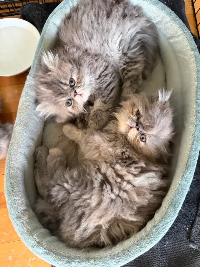 2 Tea Cup Persian Kittens For Sale 8 weeks old | Cats & Kittens for ...