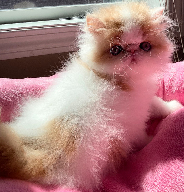 Registered  show quality Persian kitten  SIMPLY THE BEST in Cats & Kittens for Rehoming in Calgary