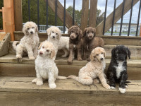 CKC Standard Poodle Puppies