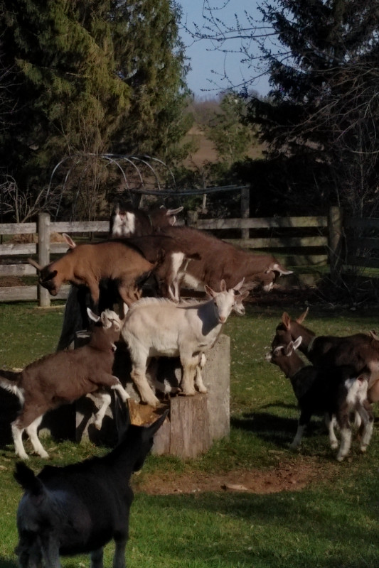 Prime Suckling Goat Kids in Livestock in Grand Bend