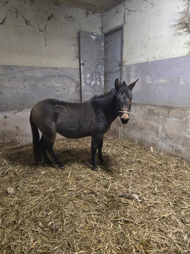Mule for sale in Horses & Ponies for Rehoming in Woodstock - Image 4