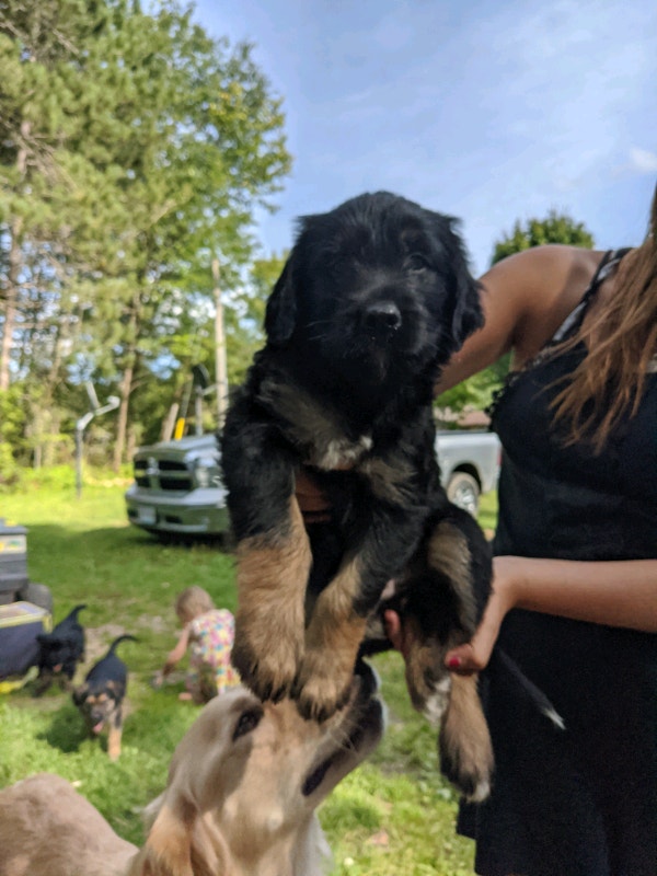 Puppies for sale Dogs & Puppies for Rehoming Barrie Kijiji