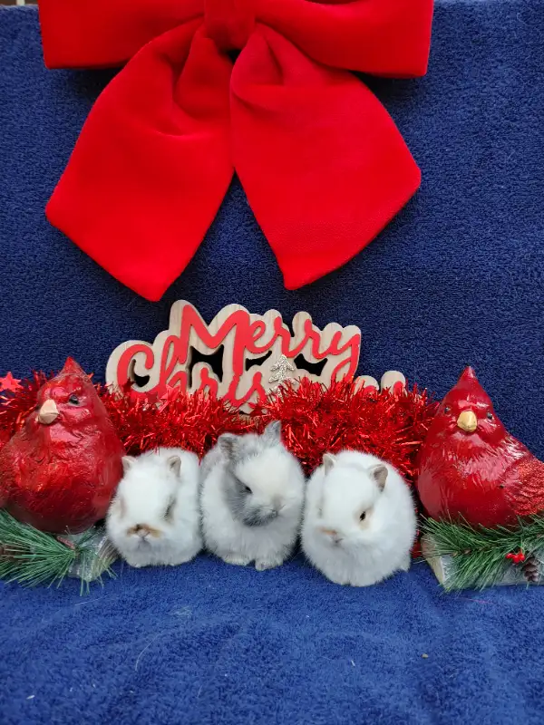 EXTRAORDINARY NETHERLAND DWARF, LIONHEAD, HOLLAND LOO BABY BUNNY in Small Animals for Rehoming in Mississauga / Peel Region - Image 3