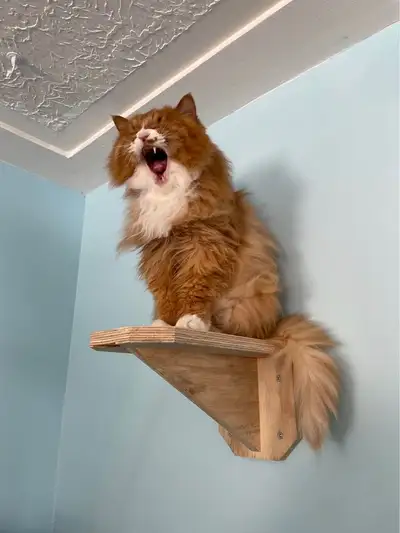 Wood Cat Wall Shelf Perch, View more