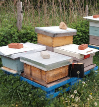 4 colonies d'abeilles 10-cadre + plateau, toit, etc *Disponible*