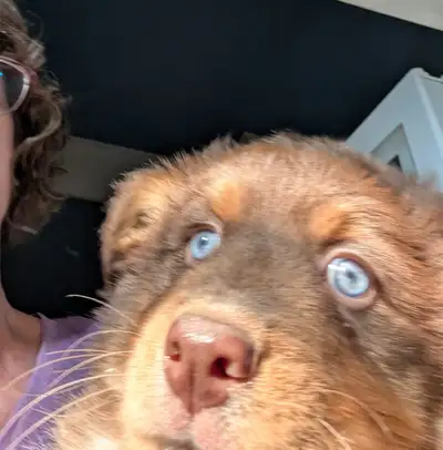 Red Tri Standard Aussie with blue eyes and natural bobtail, View more