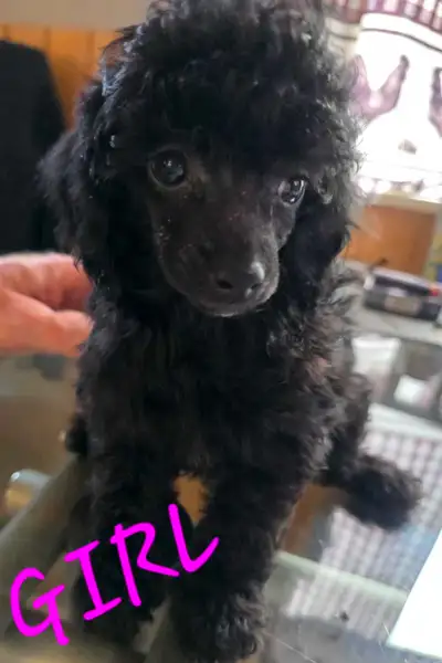 GORGEOUS TINY TOY POODLE PUPS, View more
